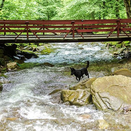 Cabana Valea Rea, Boga Boga  Exteriér fotografie