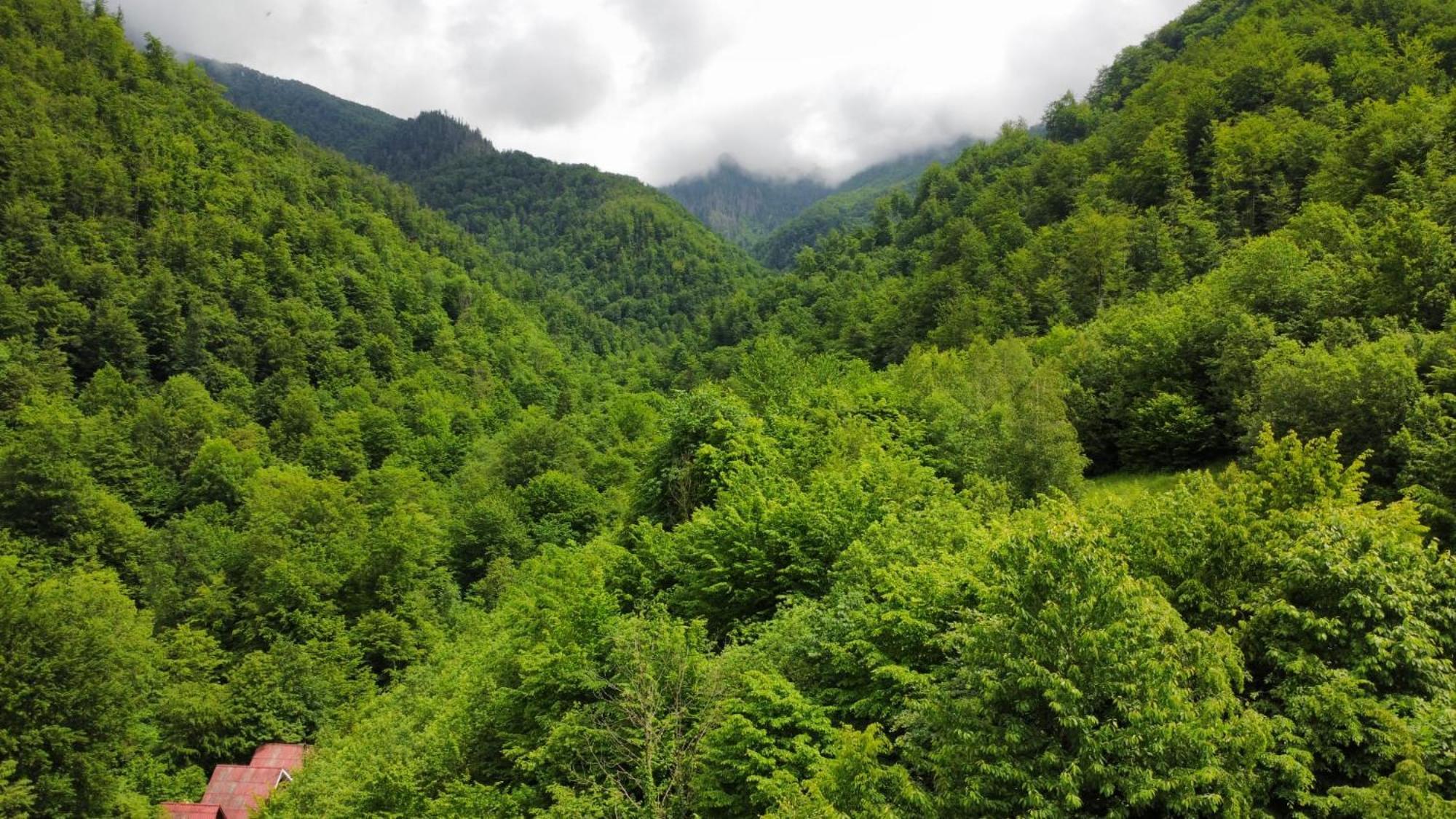 Cabana Valea Rea, Boga Boga  Exteriér fotografie